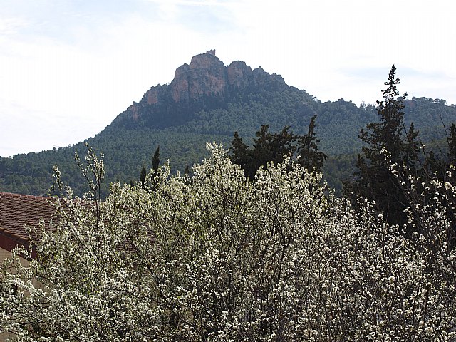 Floracin de Cieza -  El Caico - 19